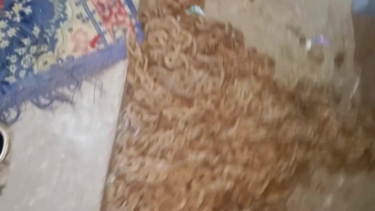 أنواع الزناجيل الأصلية يرجى مراسلة الصفحه أو وأت ساب ***********

