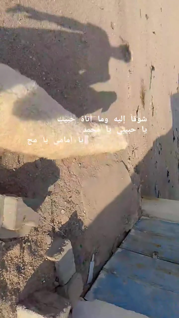 يا الله طليه نثيه صاحيه شرط الصحه وسالمات من كل عيب وين راحوا جنايه على باب الله سعره بلاش 220وبيه مجال بسيط المكان البصره الزبير وشراي يتصل بلخدمه بيه وتساب موجود ***********خوان تفاصيل اكثر خاص والا يوجد حجز
