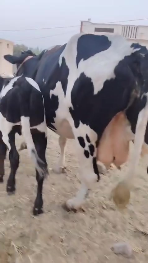 بسم الله ماشاء الله دابه هولشتاين وراها نثيه عليه عشار شهرين فحص سونار على كل عيب كافة شروط الجني شرط الحليب باقي تفاصيل بل فيديو مكان بغداد ابي غريب بيه واتساب شراي يتصل و يدلل ***********
