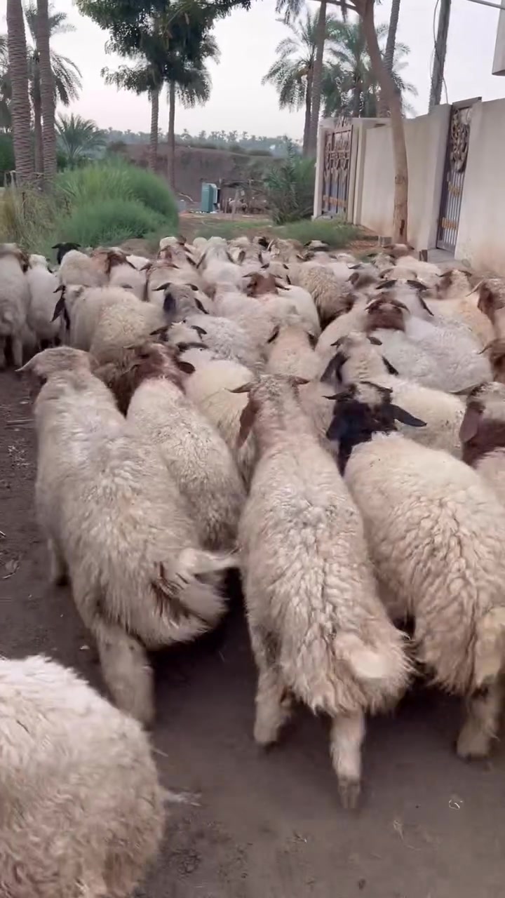سلام عليكم خرفان عدد ٥٠ كلها فحل شرط النصاحه ابيع سعر زوج ٧٠٠ شلع وبيه مجال  لشراي
***********
