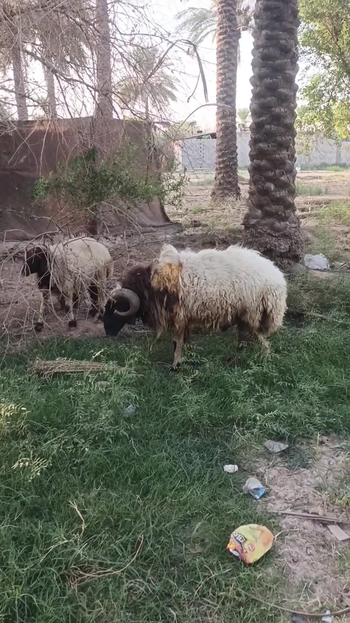 خاروف ثالث كصه مشروط شرط الكراع مكاني كربلاء ***********
