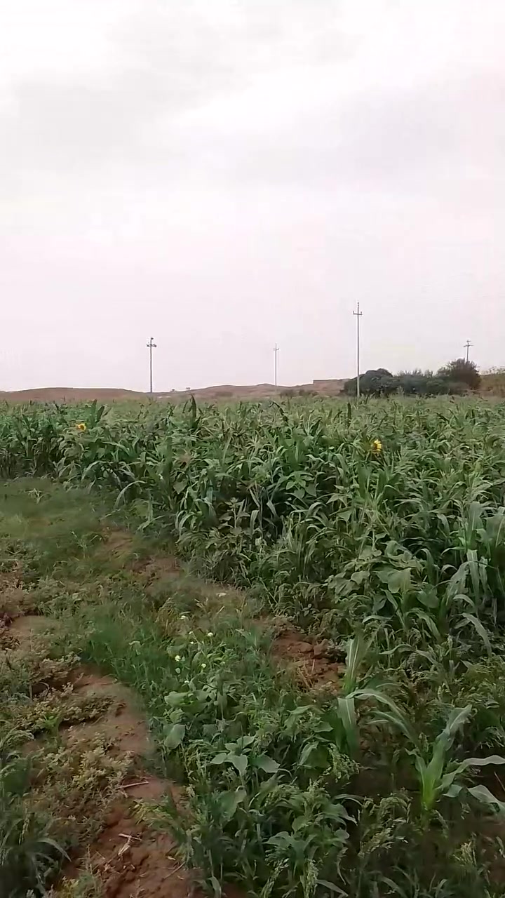 قصب ودخن • ١٣٠×٤٥م • طعس الثار