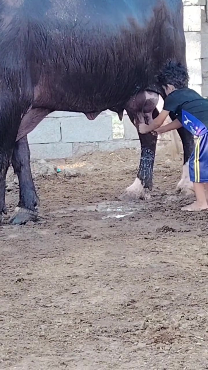 الله مصلي على محمد وآل محمد جاموسه البيع كامل موصفات فراتيه حليب خير من الله كل شروط الجني المكان ميسان *********** @***********

