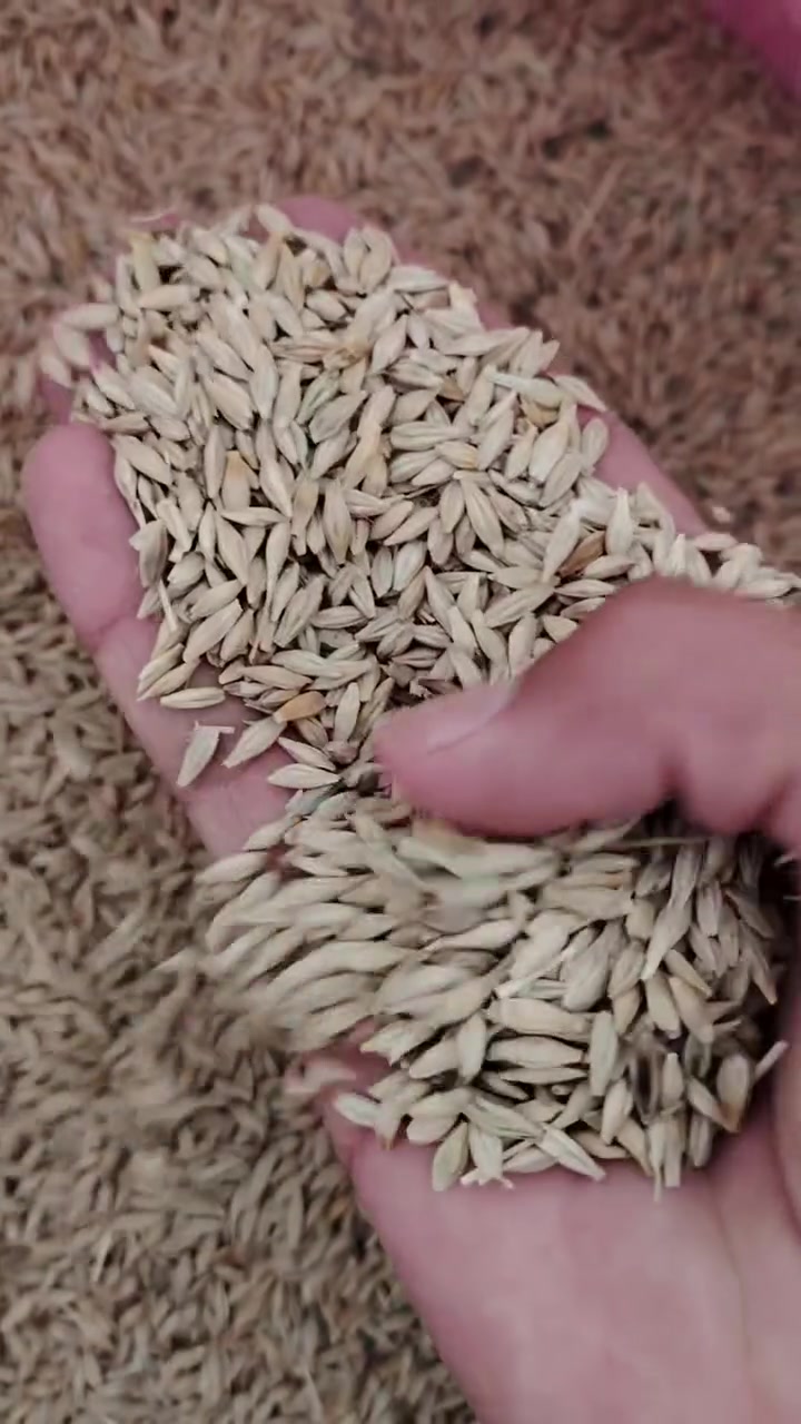 شعير • طن • بنصر