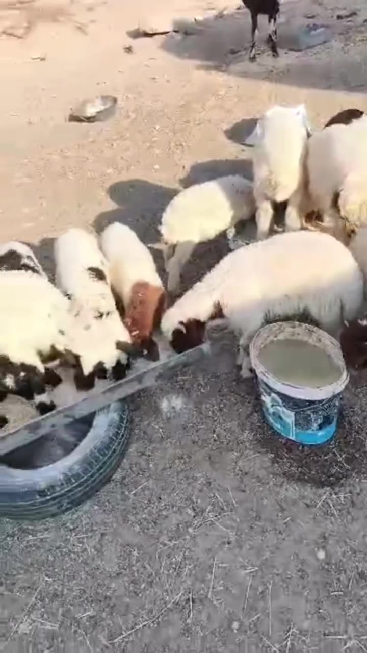 للبيع طليان عدد15مالات ربط شرط نصاحه أكل وشرب مكاني بيجي حي تأميم الاستفسار ‏‪***********‬‏     ‏‪***********‬‏
