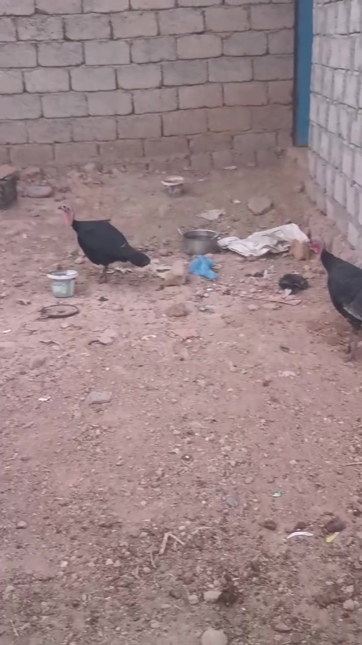 بصراويت • ٥ فراريج • ٥ كيلوات