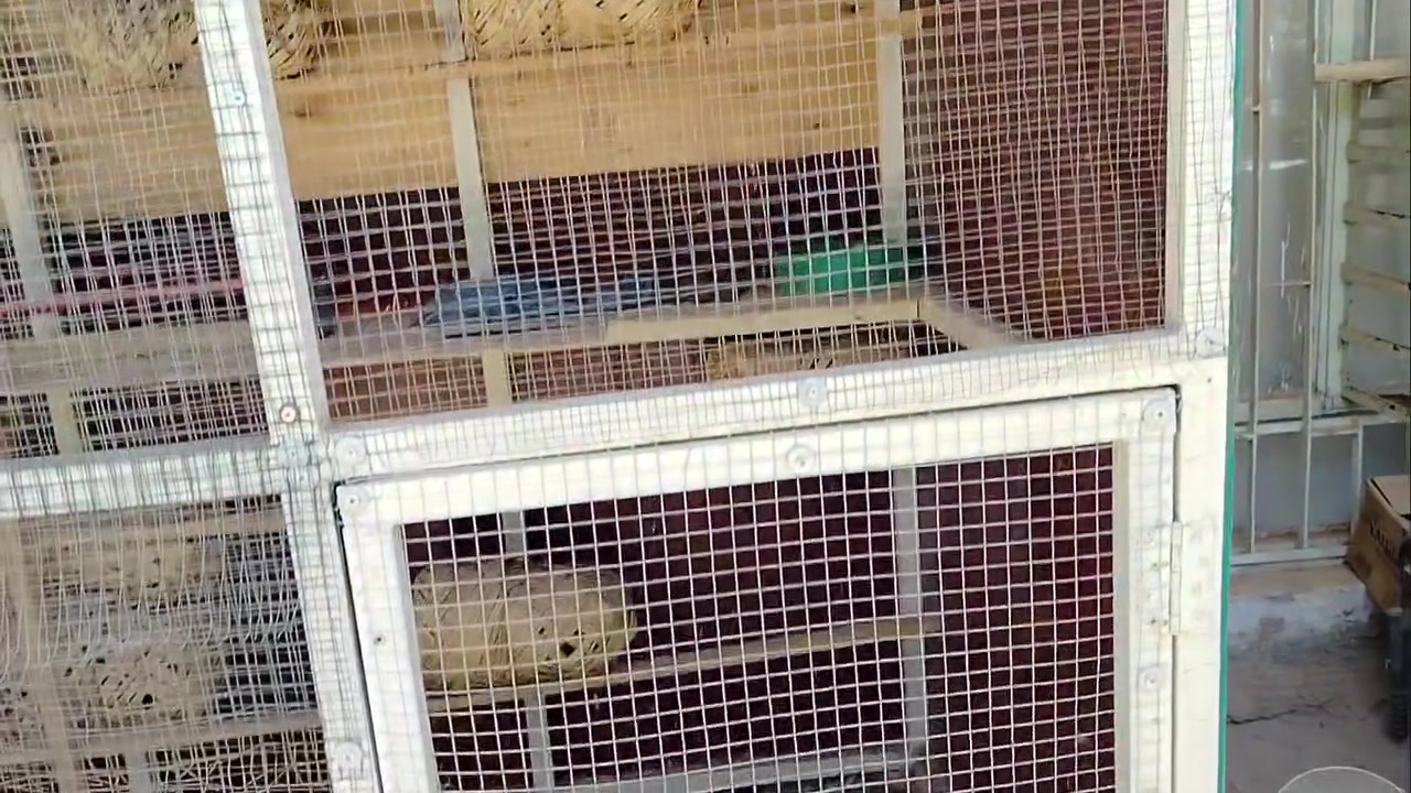 من رخصه مدير الكروب قفص لبيع طول3 امتار ارتفاع 2متر غمق متر 20حديد درجه اوله سيم درجه واله شوفت عينك كلشي يرهم طيور حب حمام دجاج سعر 200 وبي مجال مكان حله يم بوابه رقم***********
