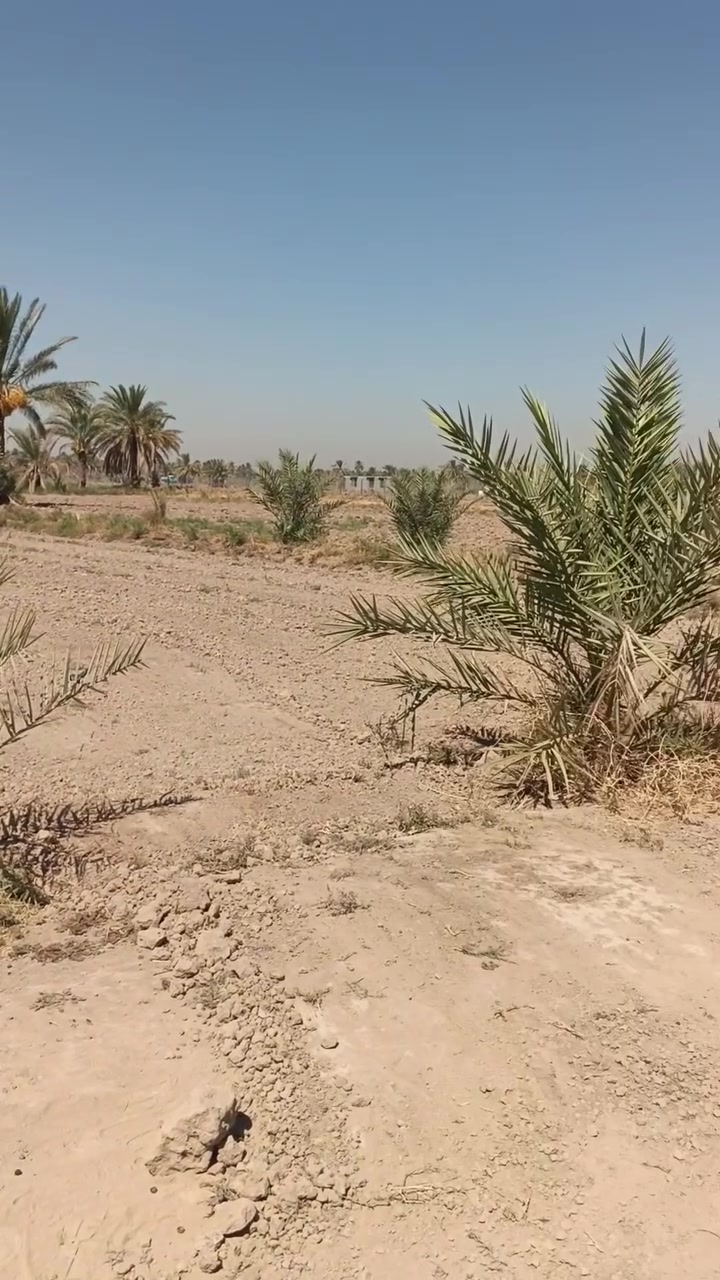 السلام عليكم اخوان دونم للبيع طابو زراعي سند 25 مكان حلو ومرتب قريب على الشارع العام الوجهه على البزل الرئيسي العنوان حله شارع العلويه شريفه بنت الحسن الربط شارع طويرج شارع الزوار الاستفسار ***********
