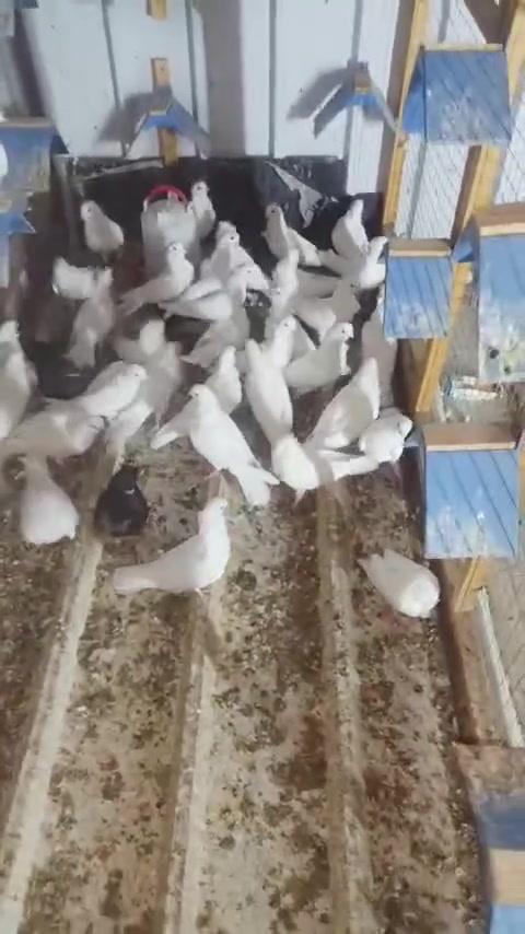 بيض • ٤٤ • الشعب البساتين