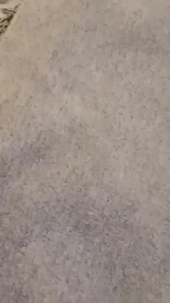 ٤×٦ • بيجي • نضيف