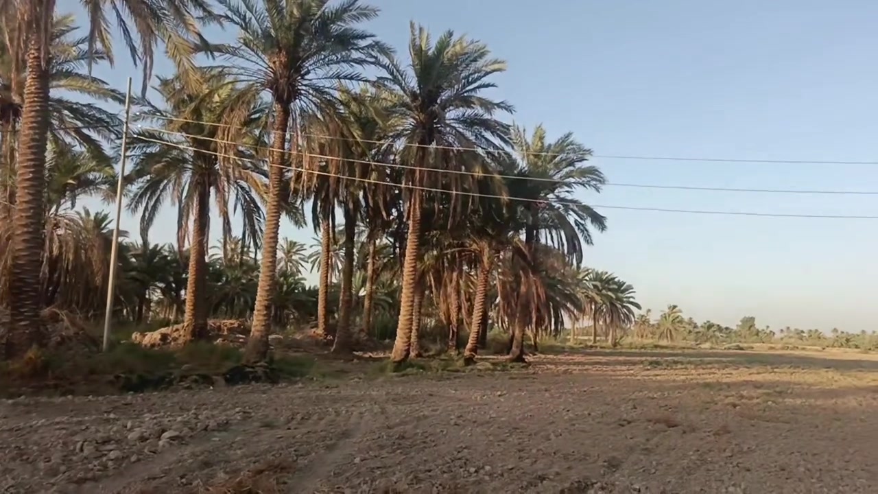 أرض زراعية • ٨ دونم • ٢٢ نخلة