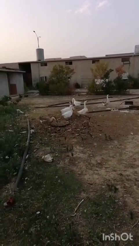 قز برغالي • نثيه بارگر • تفريخات