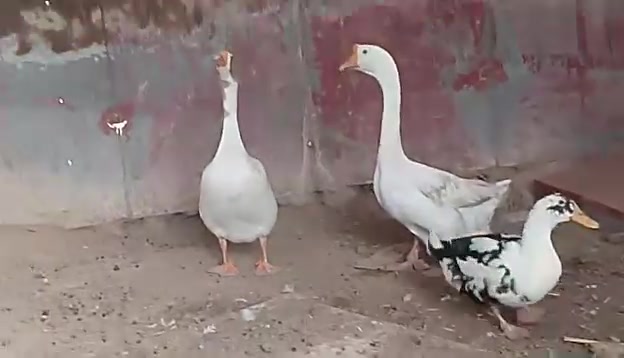 زوج وزات النثية كوبرا بياضة ب٥٠ مكاني الضباط
