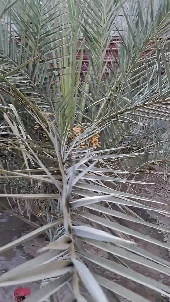 مكتومه للبيع جواها ٧ فسائل ب٥٠٠ الف وبيها مجال قليل
ابيعها هي وفسائلها مابيع بس فسائل مكاني بصرة ابوالخصيب ***********
