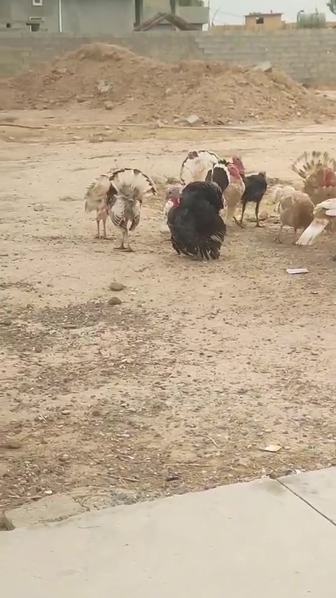 شيش • نضافه • ٣ ديوك