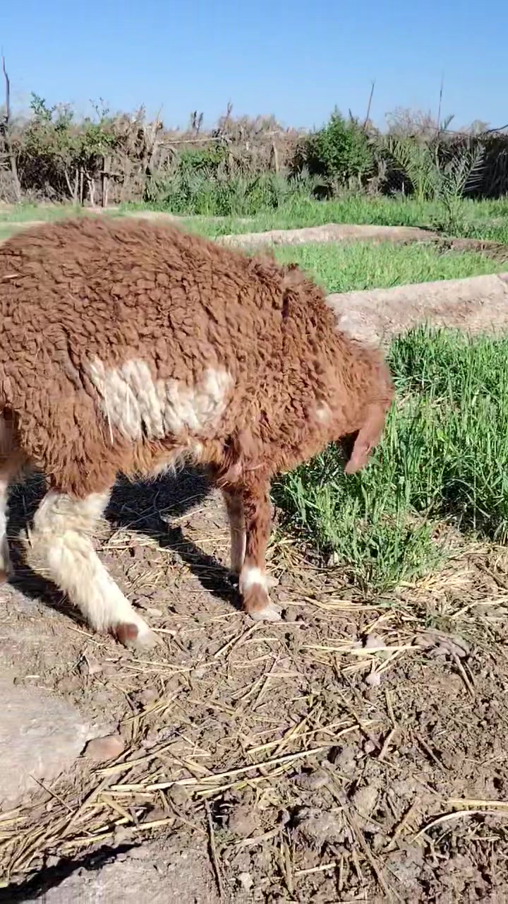 طليه سمينه وخشنه 
وبسعر مناسب 
شرط الجني ولصحاه 
مكان ناصريه سيد دخيل 
ب 225 الشراي يتصل ***********
