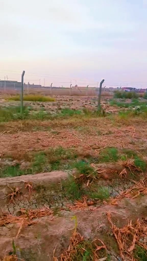 طابو زراعي • دونم • نبي شعيب