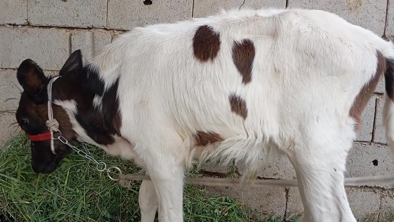 بابل الشوملي • عدد٢ • ضمان حليب