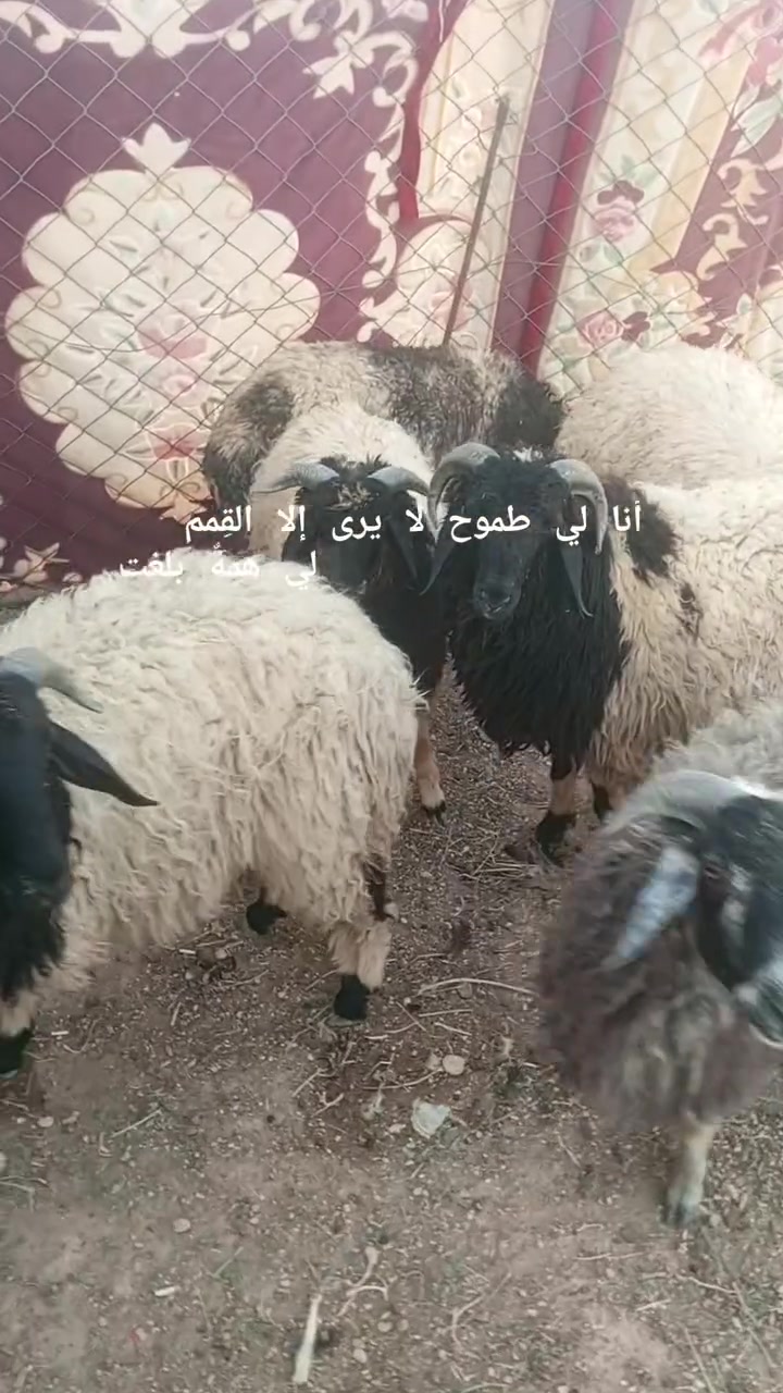 ٧ خرفان • توصيل • بروانه