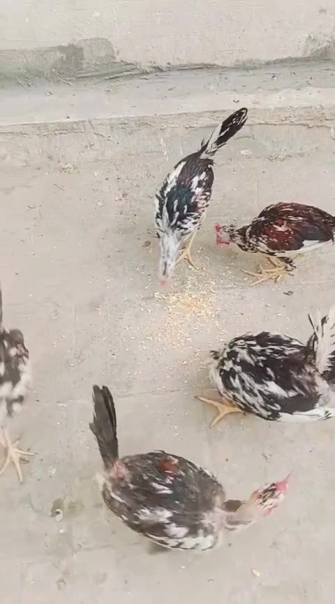 بغداد الحريه • ٦ ديوجه • اعمار مختلفه