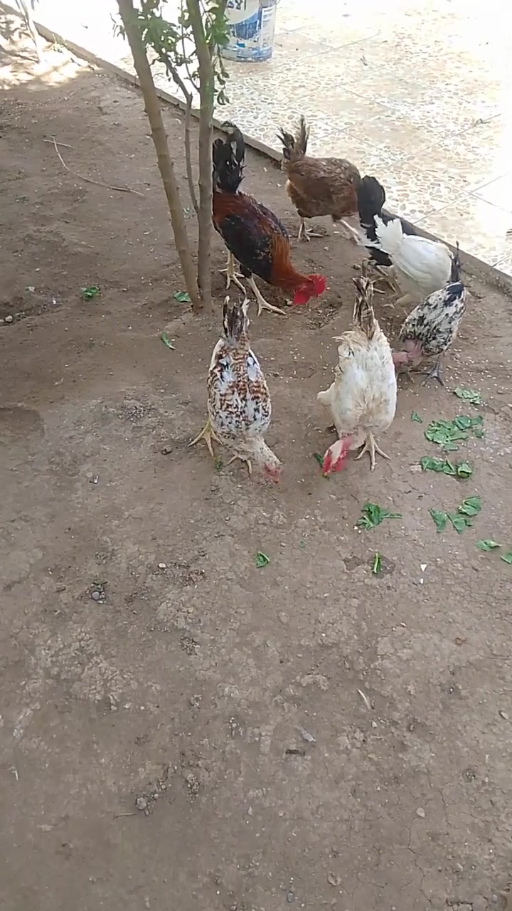 بيش • علي عاصم • للبيع