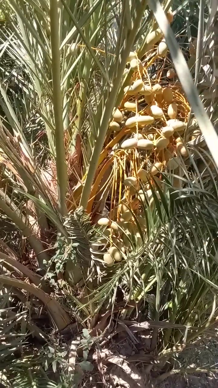 فسائل صنف مجهول
***********
