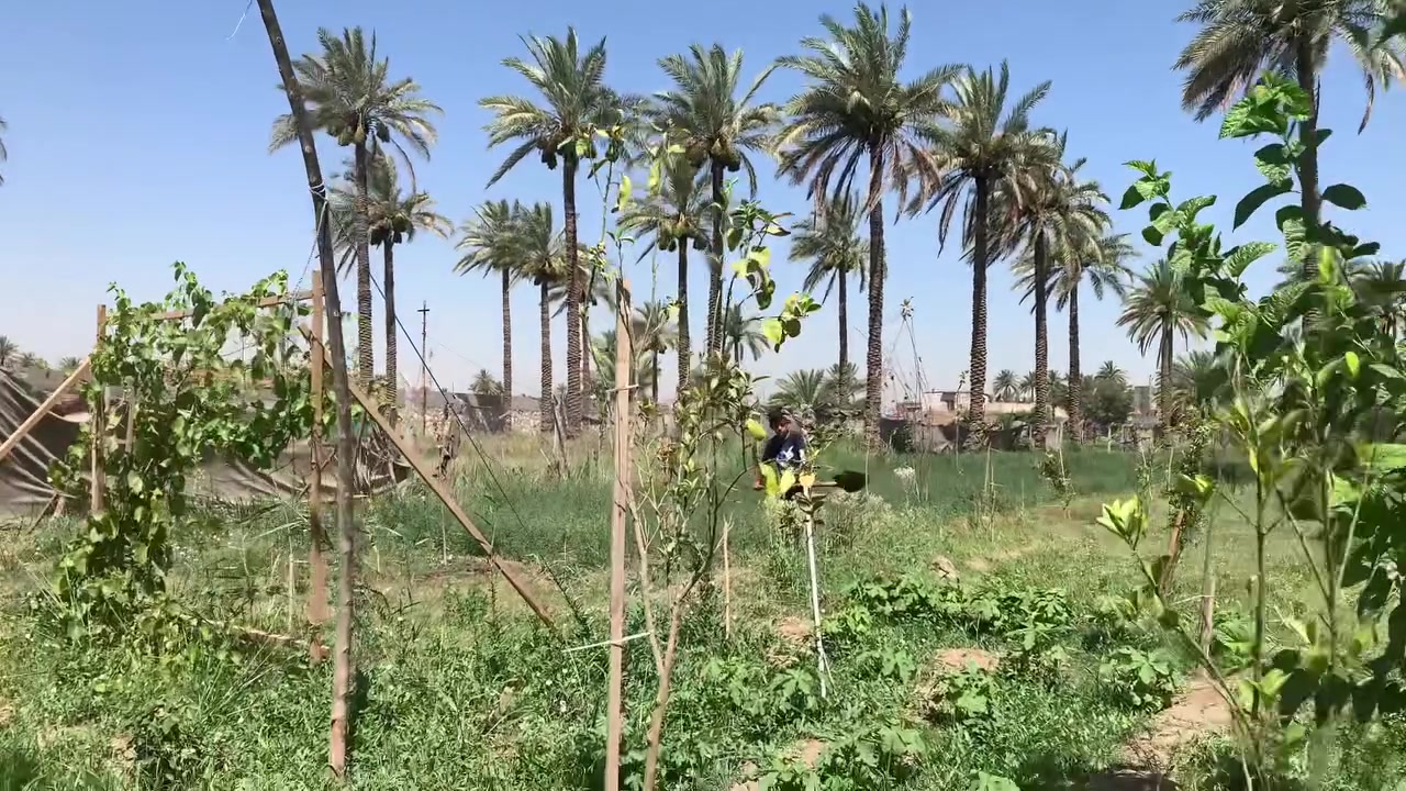 مزرعه للبيع مساحه دونم موقع روعه وحلو طابو زراعي  سند 25 تحويل مباشرة  كربلاء طويريج الحوالي مقابيل شارع نضوري ***********
