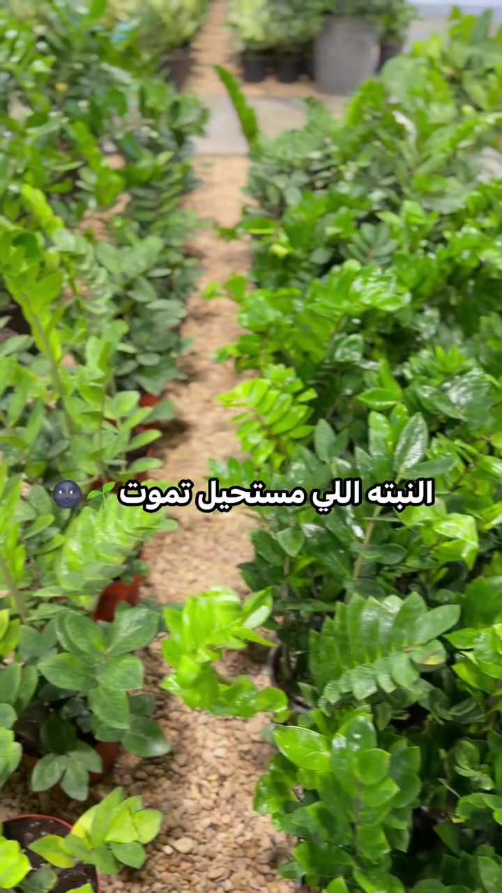 🌿نبتة الزامبيا 🌿

نبتة الزامبيا من النباتات الداخلية الحلوة والسهلة بالعناية، وتعطي المكان لمسة خضار وهدوء🤍
✨مميزاتها:
• تتحمل الإضاءة الضعيفة والمتوسطة
• ما تحتاج سقي كثير
• مناسبة للبيت والمكتب
• تعطي شكل أنيق ومرتب للمكان

• من النباتات اللي تتحمل الإهمال نسبيًا🌱 

📍 متوفره الآن بكميات جمله ومفرد في مشتل اكوامارين 
لا تفوّت الفرصة وخلي بيتك أخضر وأجمل 💚

📍 العنوان: الحلة / كورنيش حي الصحة
📞 للطلب والاستفسار: *********** / ***********

مشتل ومحمية اكوامارين… وجهتك لكل ما هو أخضر وجميل. 🌿 💚

#مشتل_أكوامارين #نباتات_ظلية #نباتات_داخلية #نباتات #لبلاب #الحلة #اكوامارين #مشتل_ومحمية_اكوامارين
