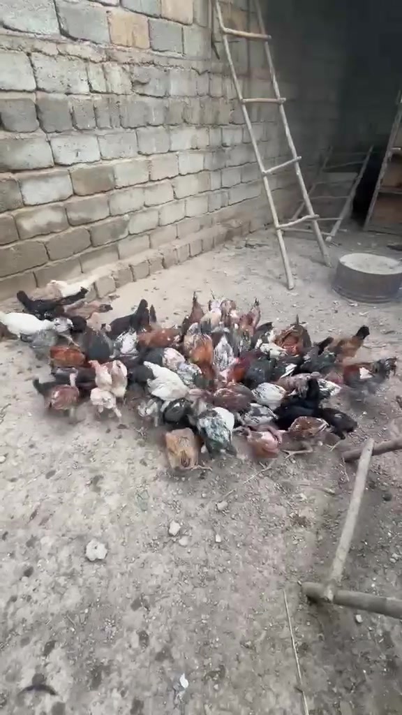 فروج عرب • مبياض • المقدادية