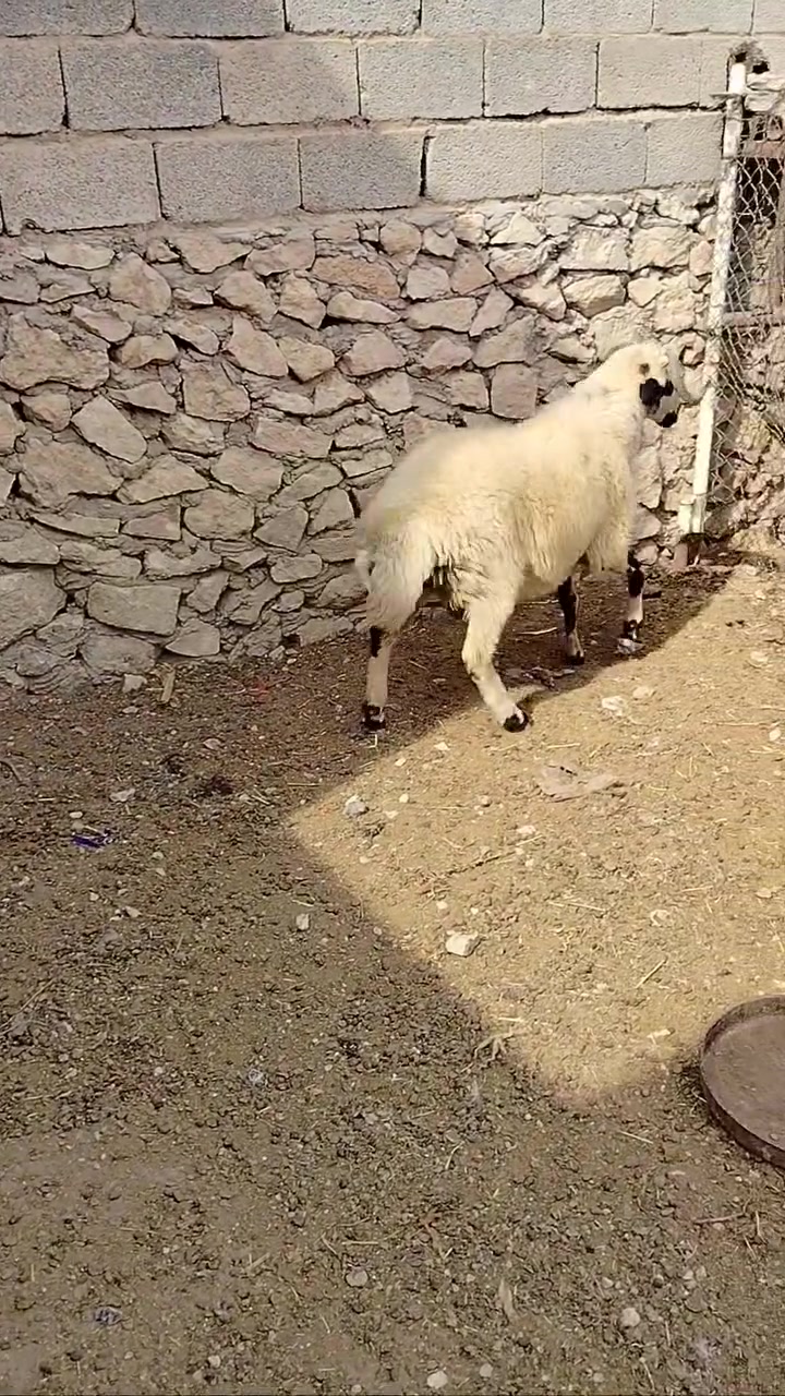 طلي • فحوليه • حديثه بروانه
