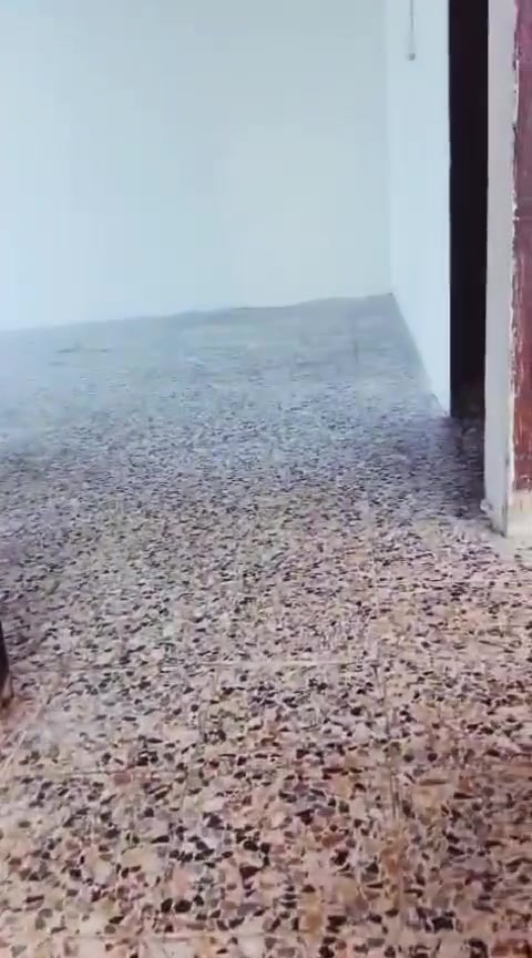 شقة • غرفتين • حي حكيم