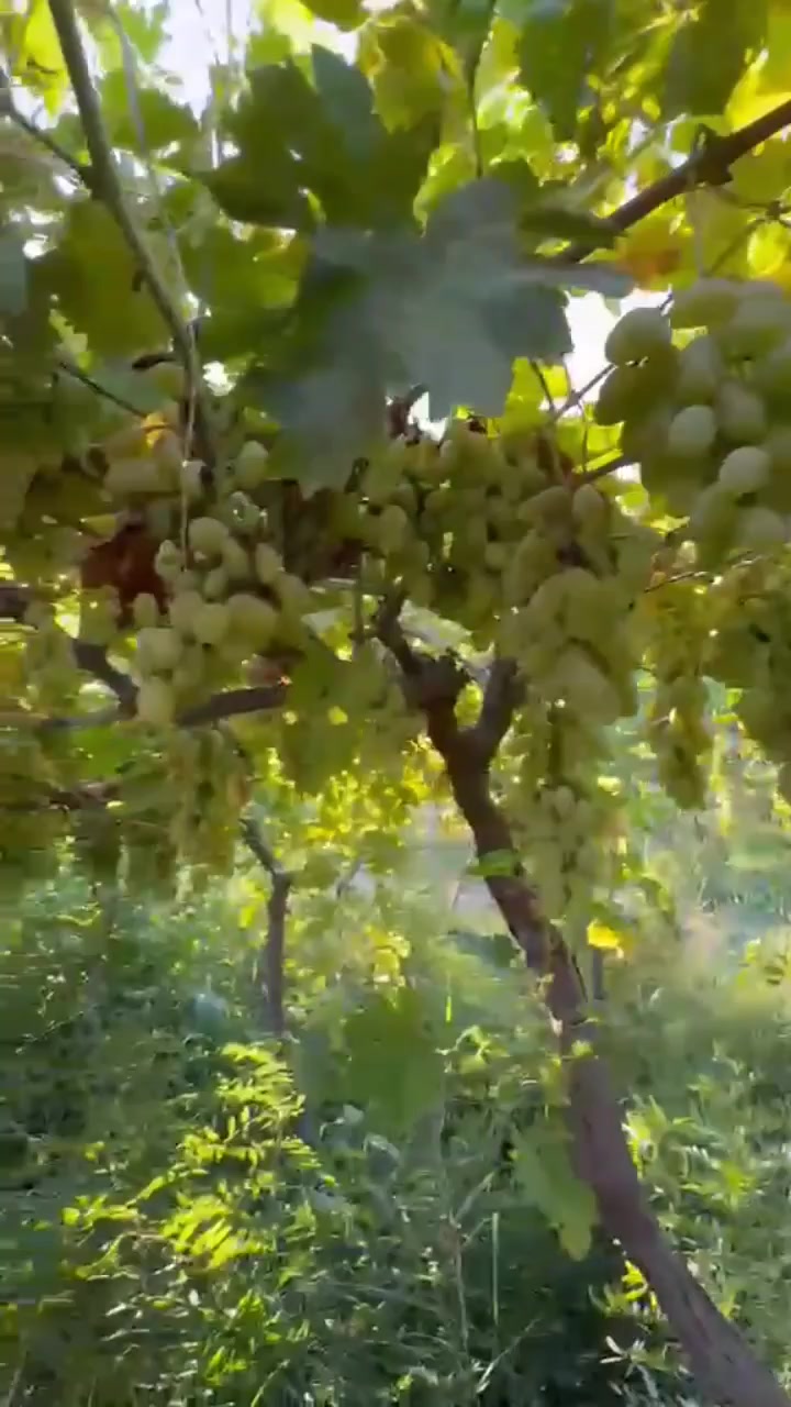 بستان عنب مسيج للبيع 
المساحة 10 ونص دونم 
طابو زراعي سند 25 ( سند مستقل)
سعر الدونم الواحد= 26 مليون وبي مجال 
ديالى ركه حجي سهيل 
للاستفسار ***********
