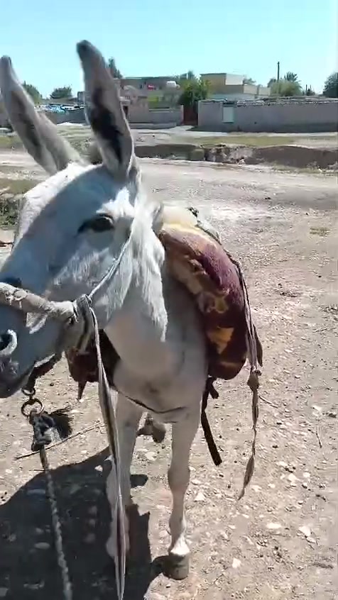 للبيع • مركبة