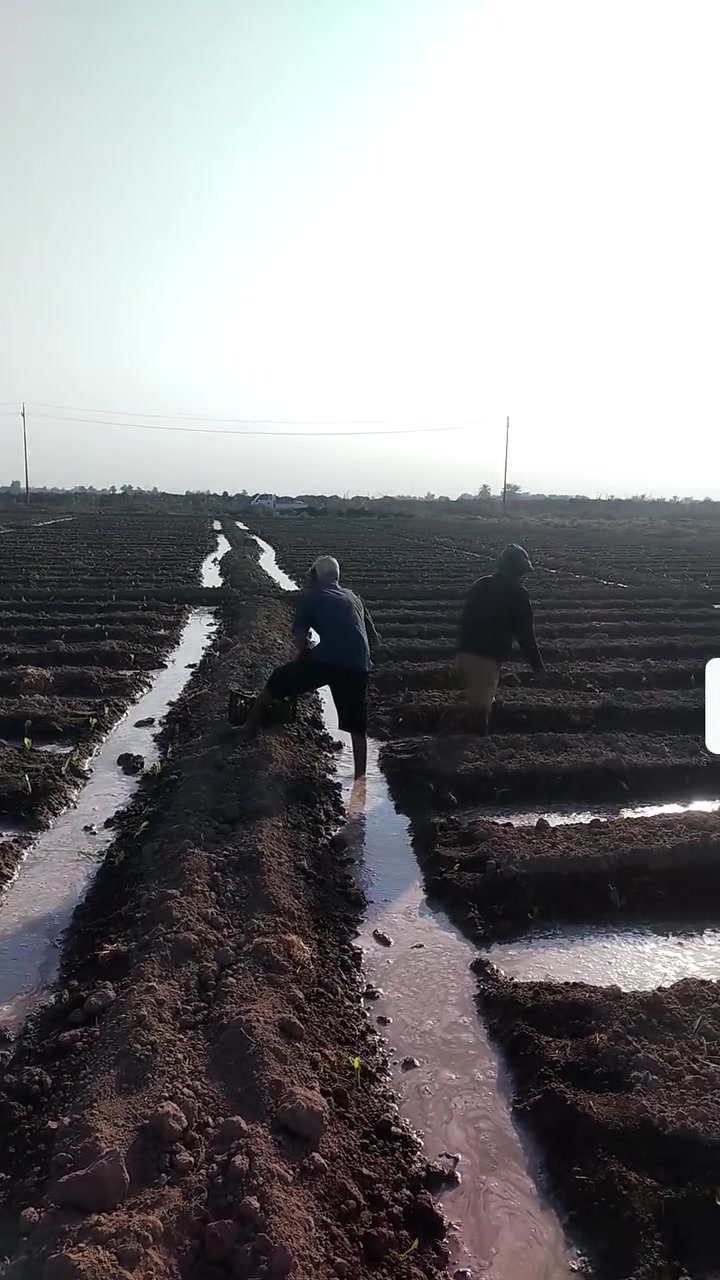 عمال شتال • تتريب خس • شلاع بصل