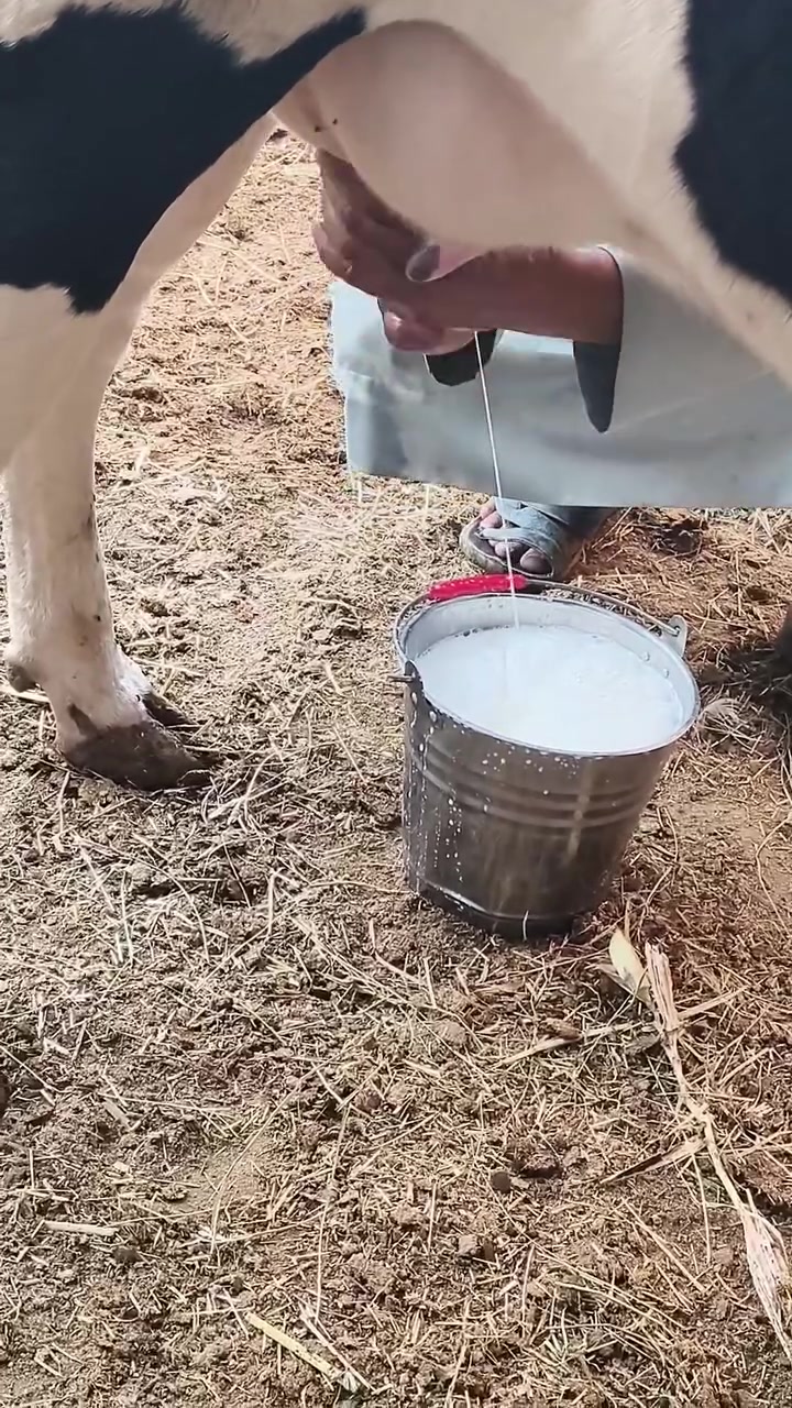 بجر • أول بطن • سوق الشيوخ العكيكه