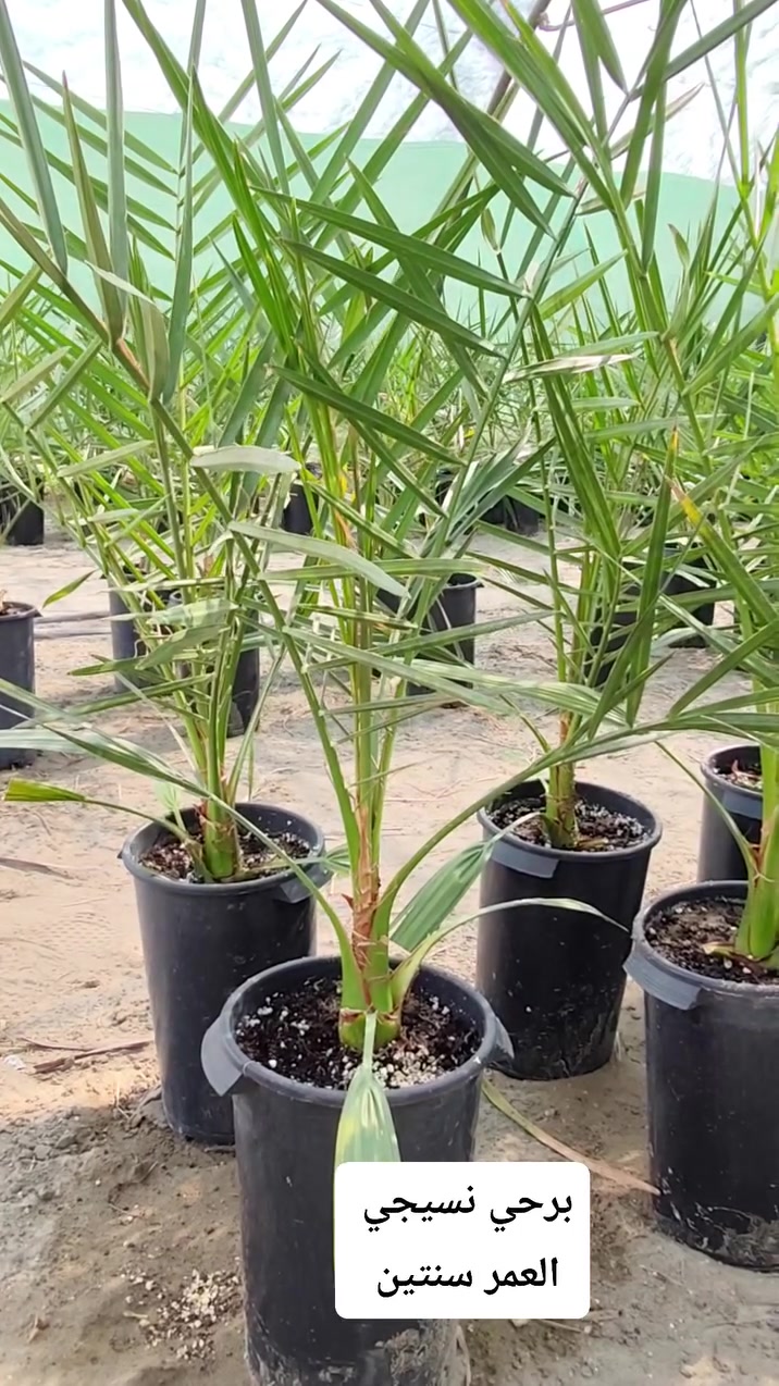 لا تفاصيل • ديكور • حديقة