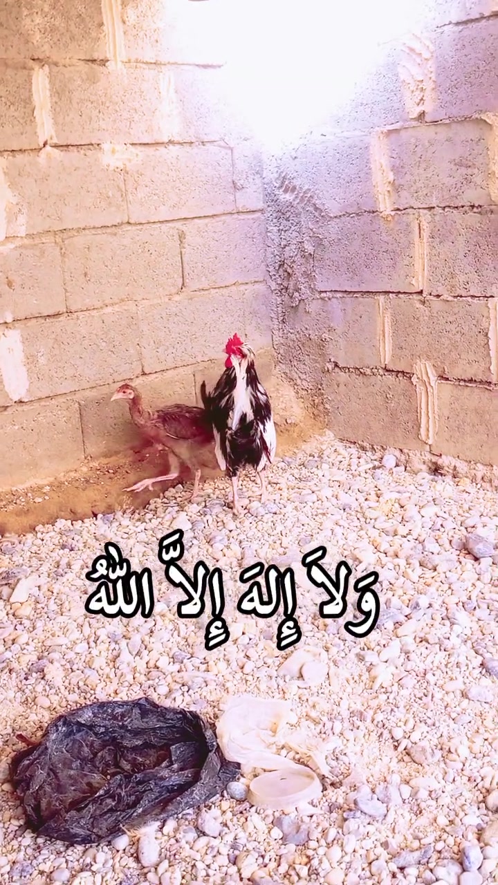 ديك اكويتي • مستوى كلش قوي • ذيل فراشه