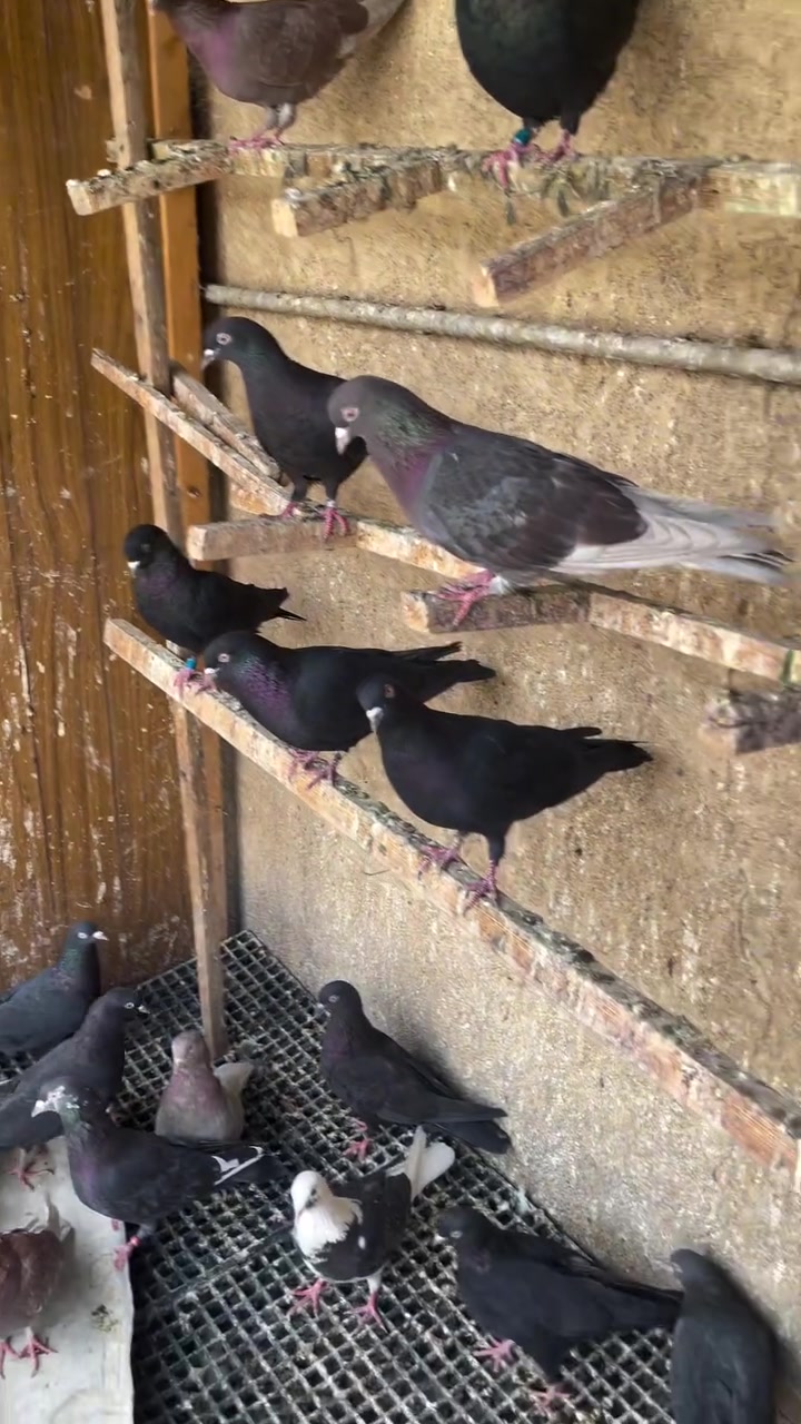 حمام • للبيع • بغداد جديدة