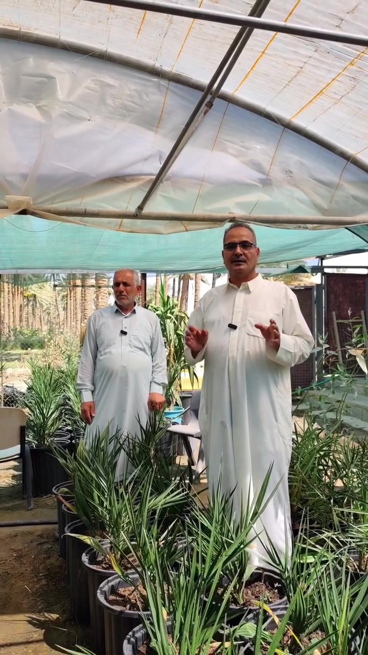 مشتل الايمان في العراق 🇮🇶 الانبار قضاء هيت 
انواع مميزة من النخيل النسيجي والحر 
وانواع مختلفه من التين وانواع من العنب والسدر ...
الاستاذ اياد ابو سعد 
‏‪***********‬‏
لمعلومات اكثر تابعونا قناتنا باليوتيوب عالم الزراعة والنباتات المنزلية 
تفاصيل المشتل ومزرعة تين العبيد والمشتل 
https://youtu.be/5oeiDaQQy5k?si=9WtuXAlLh4ejvk8f
https://youtu.be/x9BdwWm-Gz0?si=S-7YnlRR_3_IlMlr

ابو عبد الرحمن
