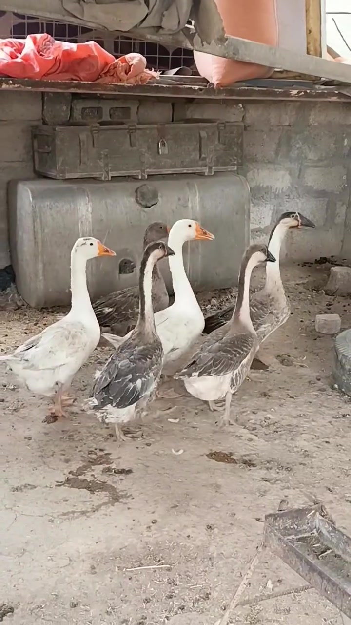 قازات كوبرا للبيع اكو قاز واحد بس عادي ***********

