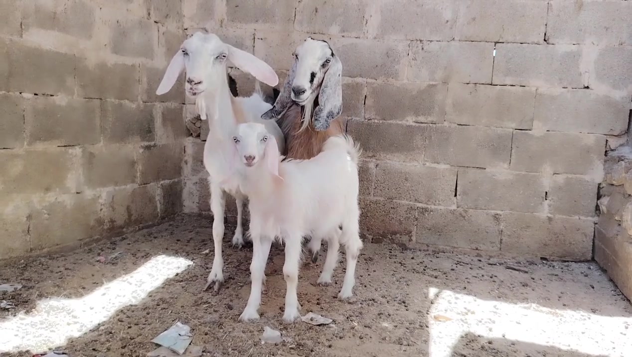 بسم الله تبارك الرحمن ♥
متاح زوج عنوز امهات ثالث وحده رغوث وراه صخله 
وحده عشار 
عنوز خشان طويبات حليب خير من الله وين جنايه من حلالي شرط نصاح سن وشطر  سعر اتصل ع رقم او خاص *********** وبي واتساب
