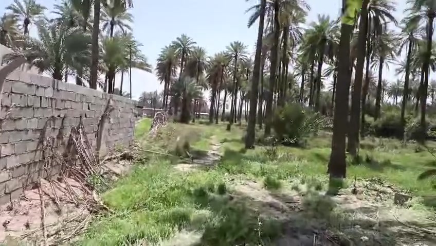 السلام عليكم خواني البيع بستان مسيج كامل تجي تفتح بية مشروع جاهز 3دوانم الله شاهد ماكو هيج سعر ابس يامي السعر كله مال3دوانم ب370كلهن بية  مجال شي قليل  دوانم قريب ع الراشدية راسلنا واتساب ادزلك الكيشن روح شوف البستان 
الرقم *********** ملاحضة هاي الفديهات واضحا بيهن بستان دخل شوف براحتك
