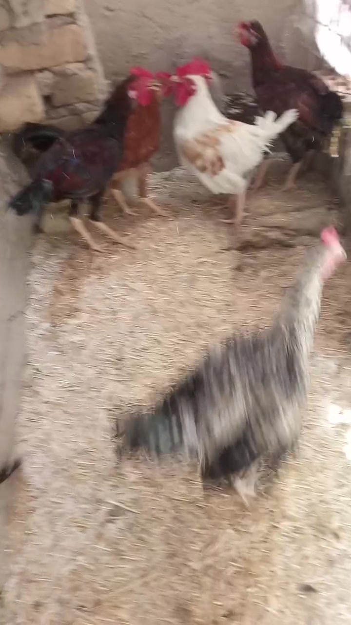 دويوجه عرب • زوج • ناحية الوحدة سيد عزال