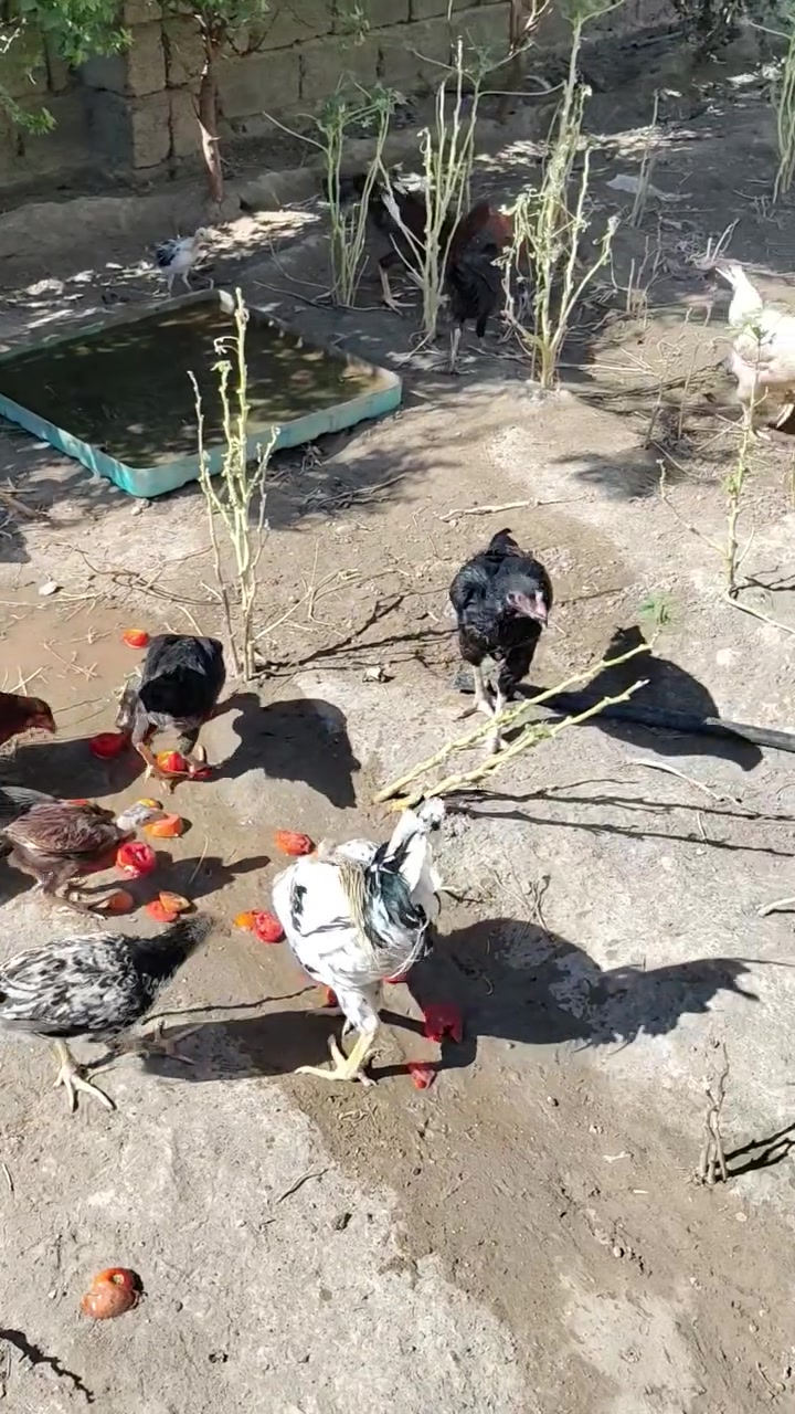 سلام عليكم فراريج للبيع على مبياض دجاجين ههزاز ألماني ***********
