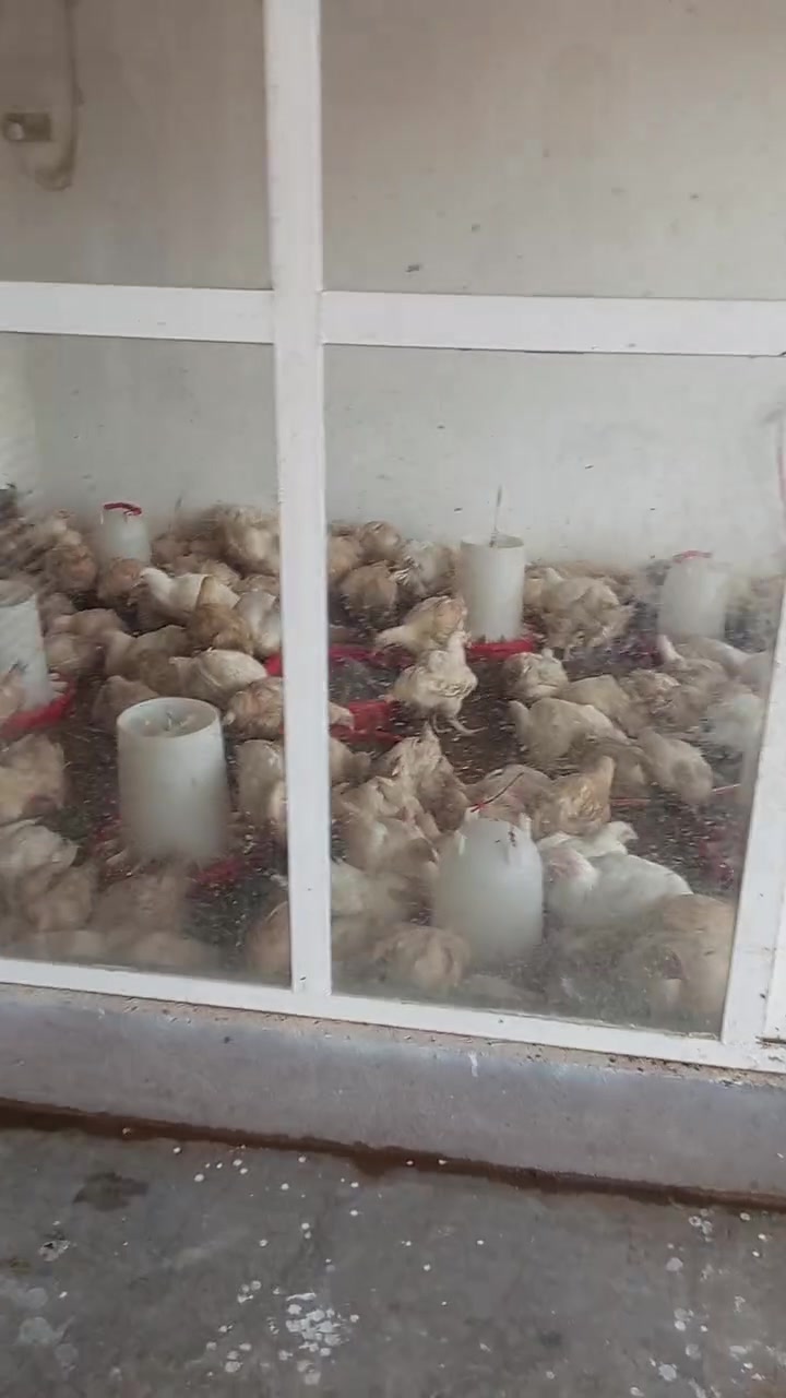 يوجد لدينا دجاج كيلو 2300 مفرد وجمله 2500علوة الفهد 
التأميم شارع المشاتل مقابل مشتل الأمير 

***********
