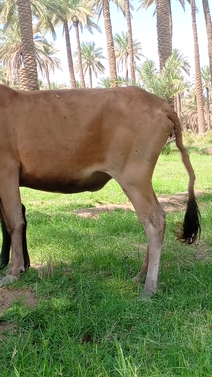 يالله اللهم صلى على محمد وآل محمد دابه وراها عجل مال ارباط السعر 1850بيع مستعجل العنون بابل القاسم***********
