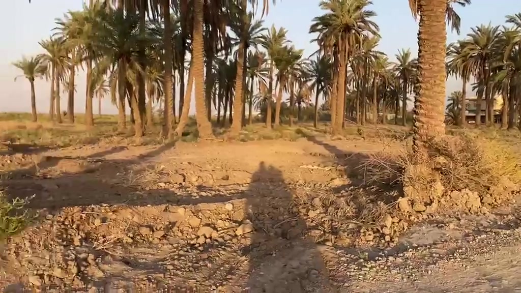 السلام عليكم ٣ دوانم سند 25 الصويره منطقه الصامدين سعر الدونم ٣٢
***********
