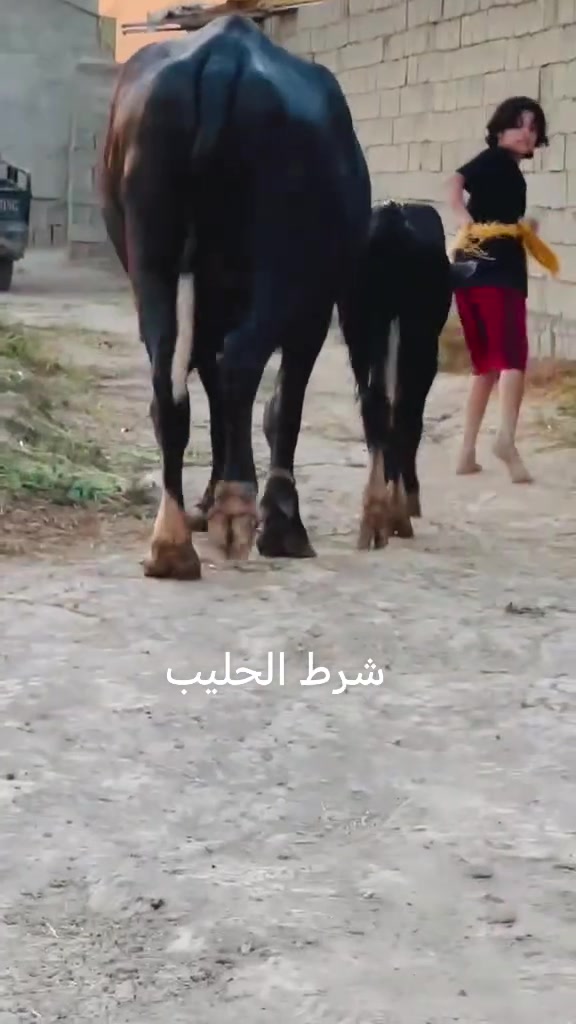 يالله اللهم اصلي عل محمد وال محمد
بجر اول بطن جوه شفج درجه اولئ  من حلال بيت ثامر سيد شرط الحليب وشطر دسامه مكفوله ع كل عيب
المكان بغداد العبيدي
***********
***********
