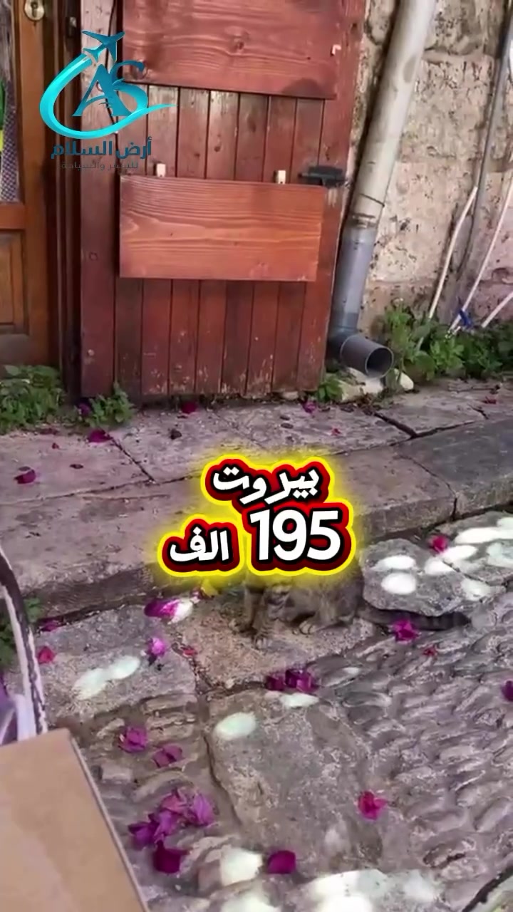 🇱🇧✈️ برنامج بيروت – لبنان ✈️🇱🇧

🌟 3 ليالي / 4 أيام 🌟
💰 السعر: 195,000 د.ع فقط 💰

📍 الانطلاق من مطار بغداد الدولي
📍الانطلاق من مطار النجف الدولي 
✨ يشمل البرنامج:
✈️ تذاكر طيران ذهاب وإياب
🏨 الإقامة في الفندق
🍳 وجبة الإفطار
🛂 الفيزا
🚐 استقبال وتوديع من وإلى المطار
🕌 زيارة السيدة خولة (ع)

🌟 سفرتك غير مع شركة أرض السلام للسفر والسياحة 🌟

📞 للحجز والاستفسار:
***********
***********
***********
***********

📍 فروعنا وعناويننا:

🏢 النجف الأشرف – حي ميسان – مقابل محطة وقود ريبال

🏢 بغداد – الوزيريه – مجاور مستشفى ورد الأهلية – مقابل قاعة رويال للأعراس

🏢 بغداد – المدائن الوردية – مقابل عمارة الحسن

📜 رقم الإجازة: 1028

🏢 شركة أرض السلام للسفر والسياحة
مجازة من قبل هيئة السياحة
