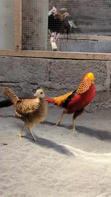 متاح👌👌✅✅ 

فزن بانواعه واشكاله 

فزن ليدي 
فزن احمر فرعوني 
فزن اصفر ملكي 
فزن سلفر ابيض 

استيراد اوروبي من نوادر الفزن  (  كركوك  ) 
موجود توصيل للمحافضات 
    ***********
